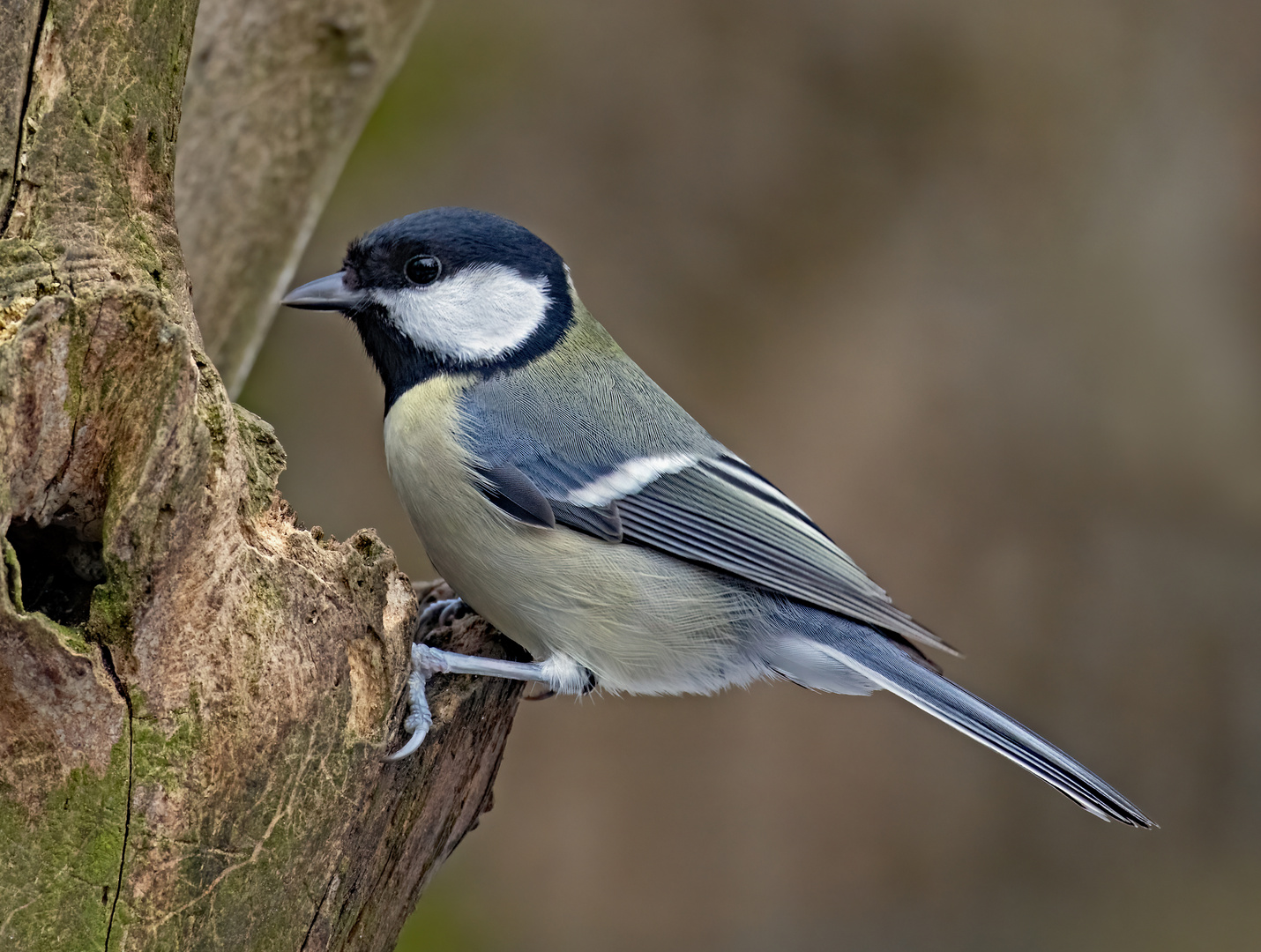 Kohlmeise Foto & Bild | natur, vögel Bilder auf fotocommunity
