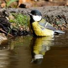 --- Kohlmeise bei der Morgentoilette ---   ( Parus major )