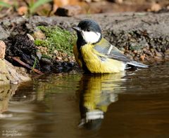 --- Kohlmeise bei der Morgentoilette ---   ( Parus major )