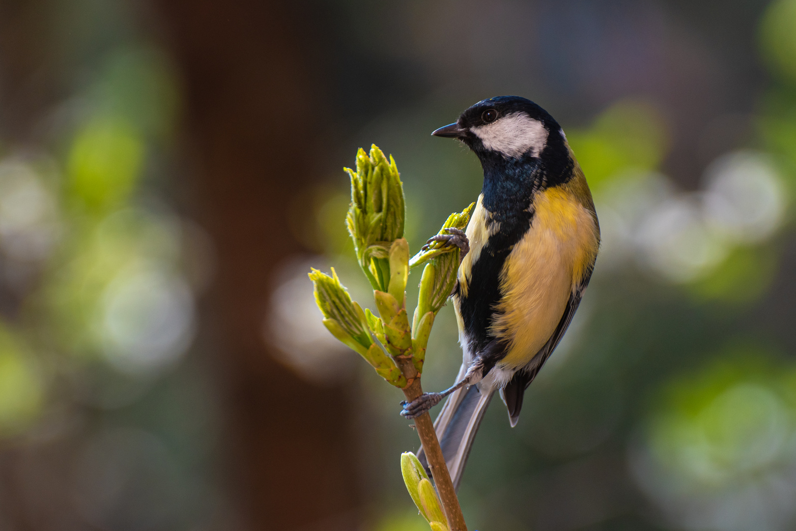 Kohlmeise bei der Suche nach Insekten an Blättern