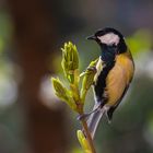 Kohlmeise bei der Suche nach Insekten an Blättern