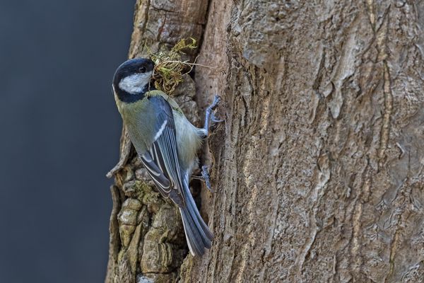 Kohlmeise bei Nestarbeiten