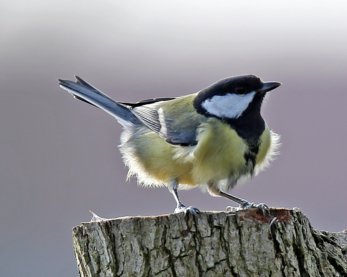 Kohlmeise bei Wind von achtern