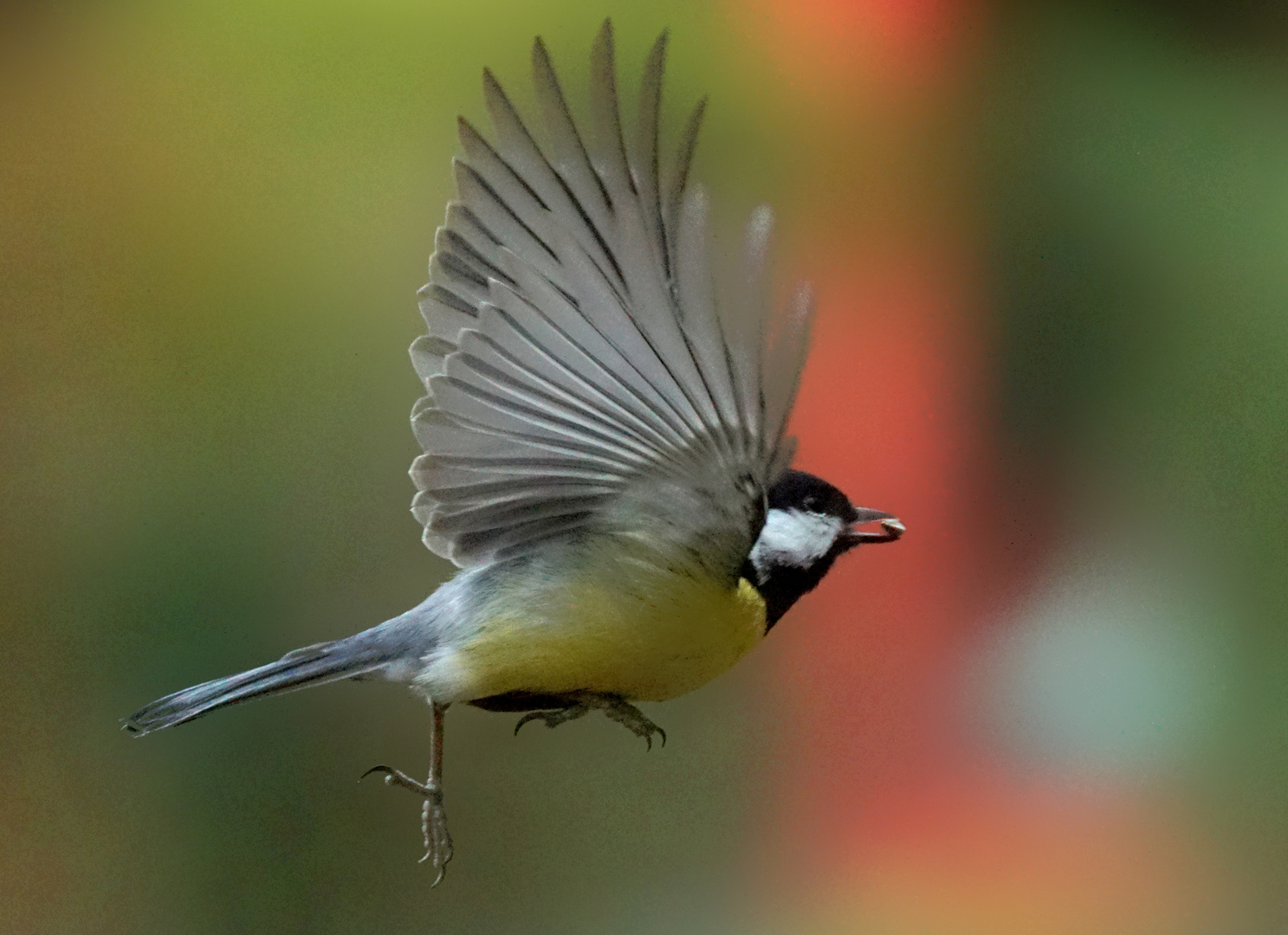 Kohlmeise beim Abflug.