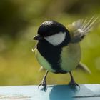 Kohlmeise beim Abflug