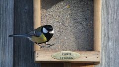 Kohlmeise beim Abflug vom Frühstücksbuffet