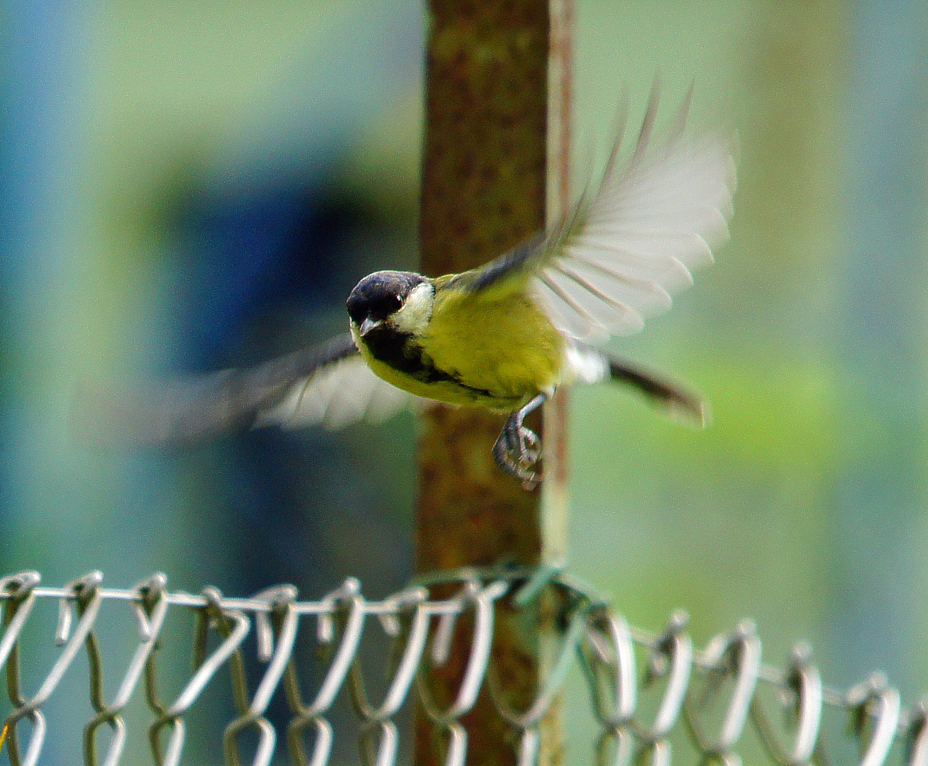 Kohlmeise beim Anflug