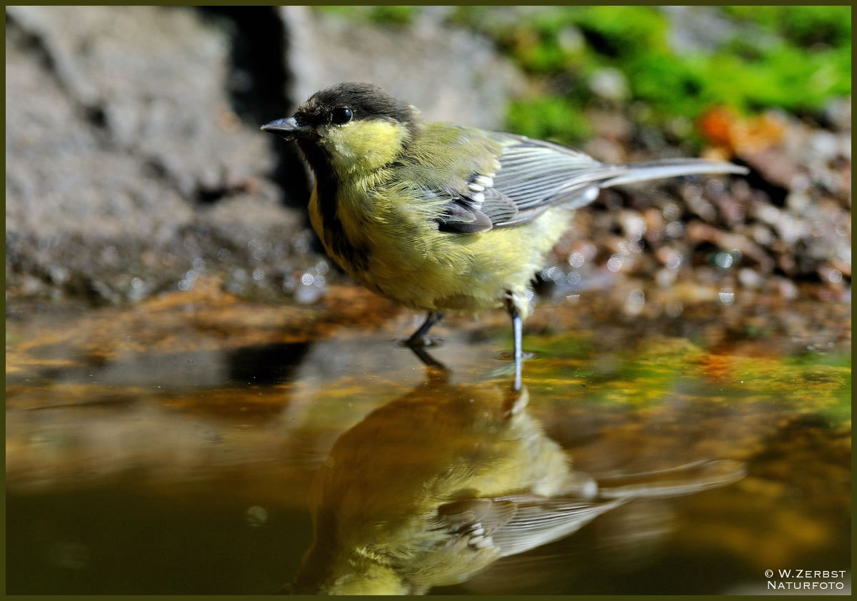 -Kohlmeise beim Baden - ( Parus major )