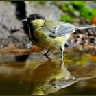 -Kohlmeise beim Baden - ( Parus major )