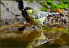 -Kohlmeise beim Baden - ( Parus major )