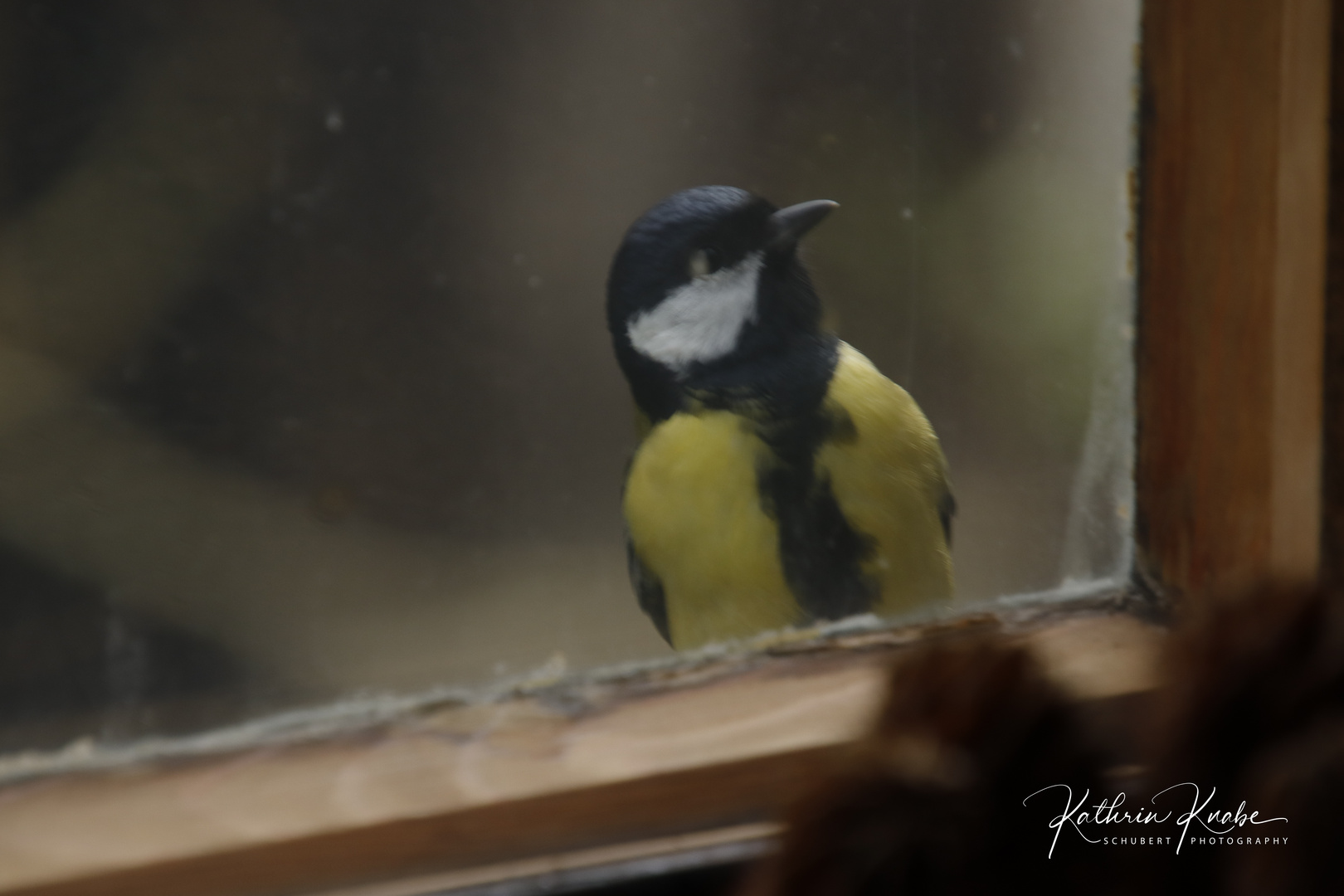 Kohlmeise beim Fensterln