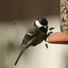 Kohlmeise beim Futtern