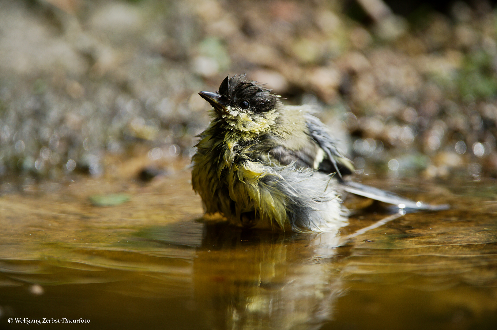 --- Kohlmeise beim morgendlichen Bad -----