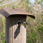 Kohlmeise beim Nestbau 