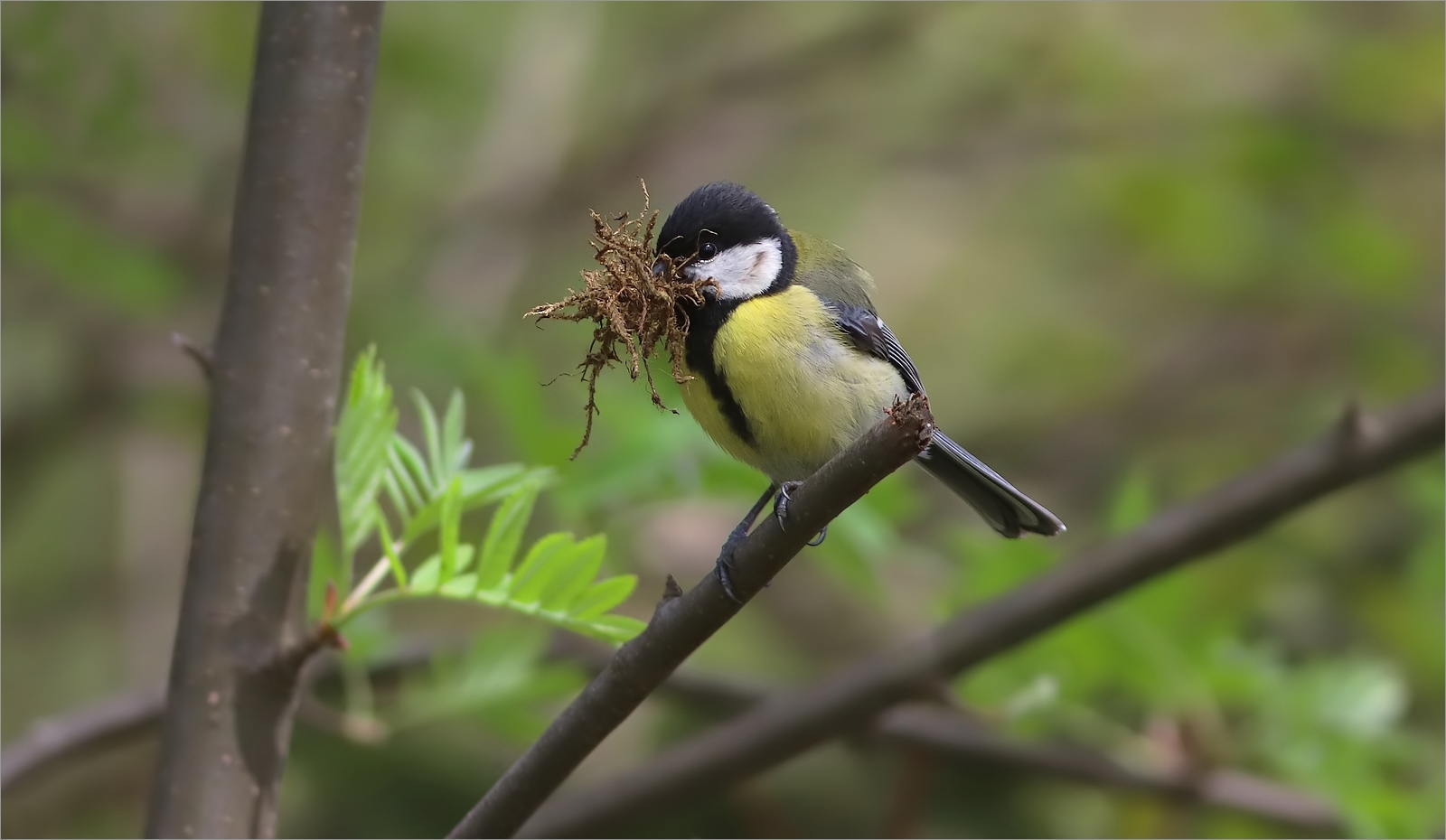 Kohlmeise beim Nestbau