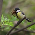 Kohlmeise beim Nestbau