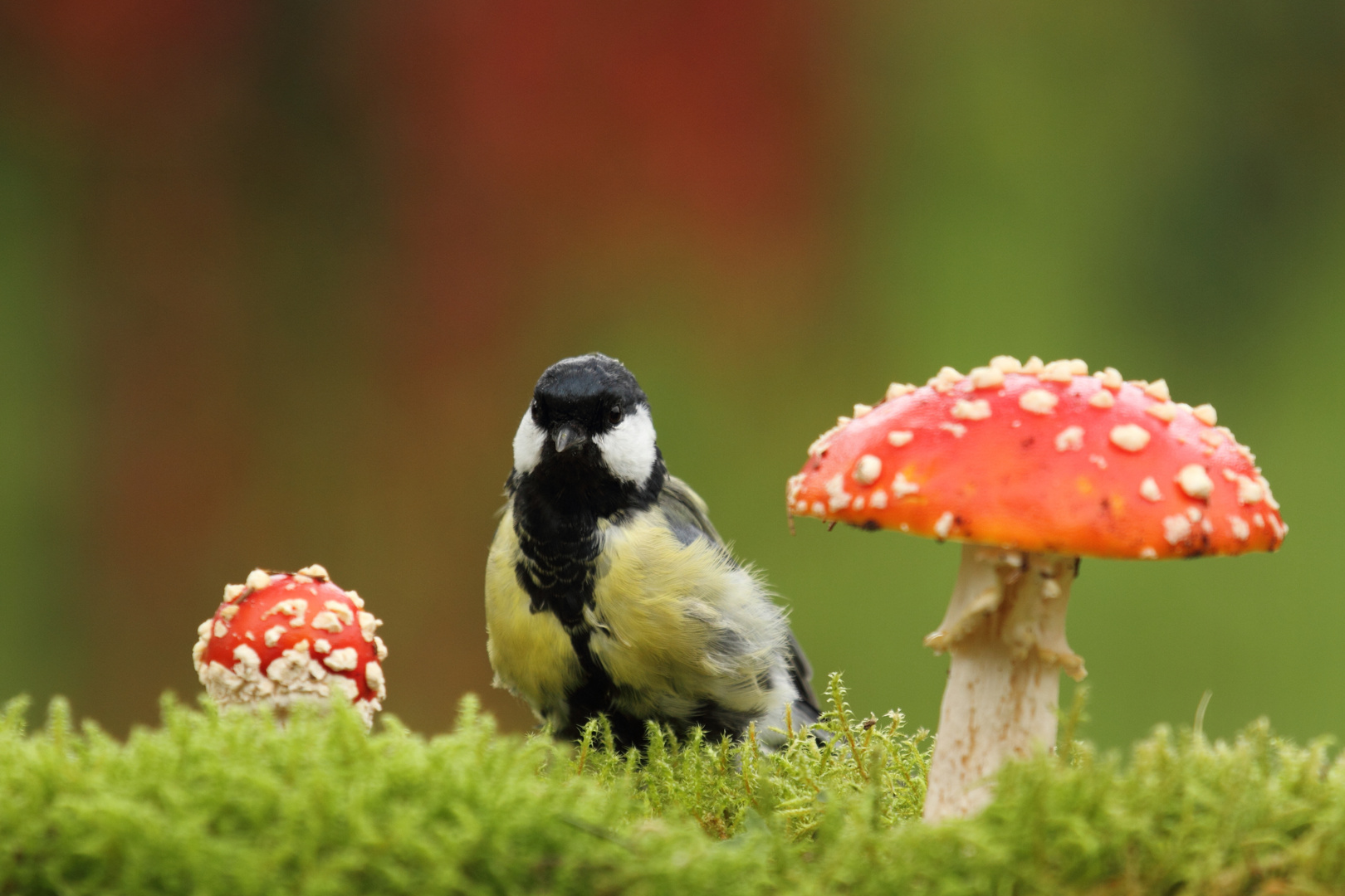 Kohlmeise beim Pilze suchen