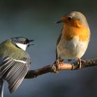 Kohlmeise droht Rotkehlchen