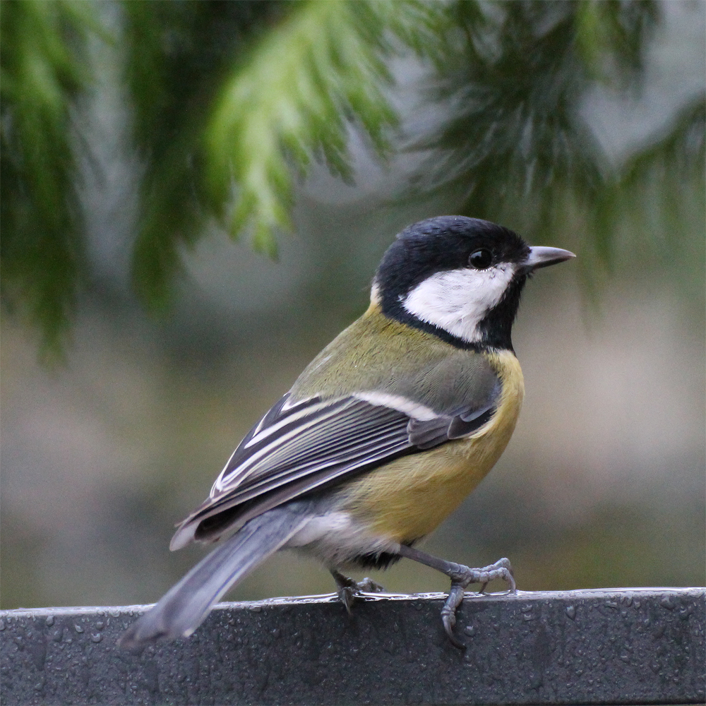 Kohlmeise Foto & Bild | tiere, wildlife, wild lebende vögel Bilder auf