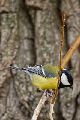 Kohlmeise erspäht Futter