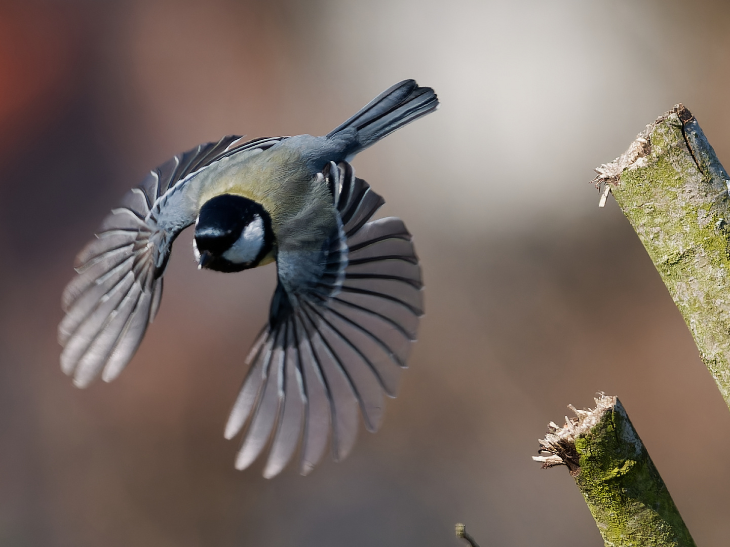 Kohlmeise fliegt los.