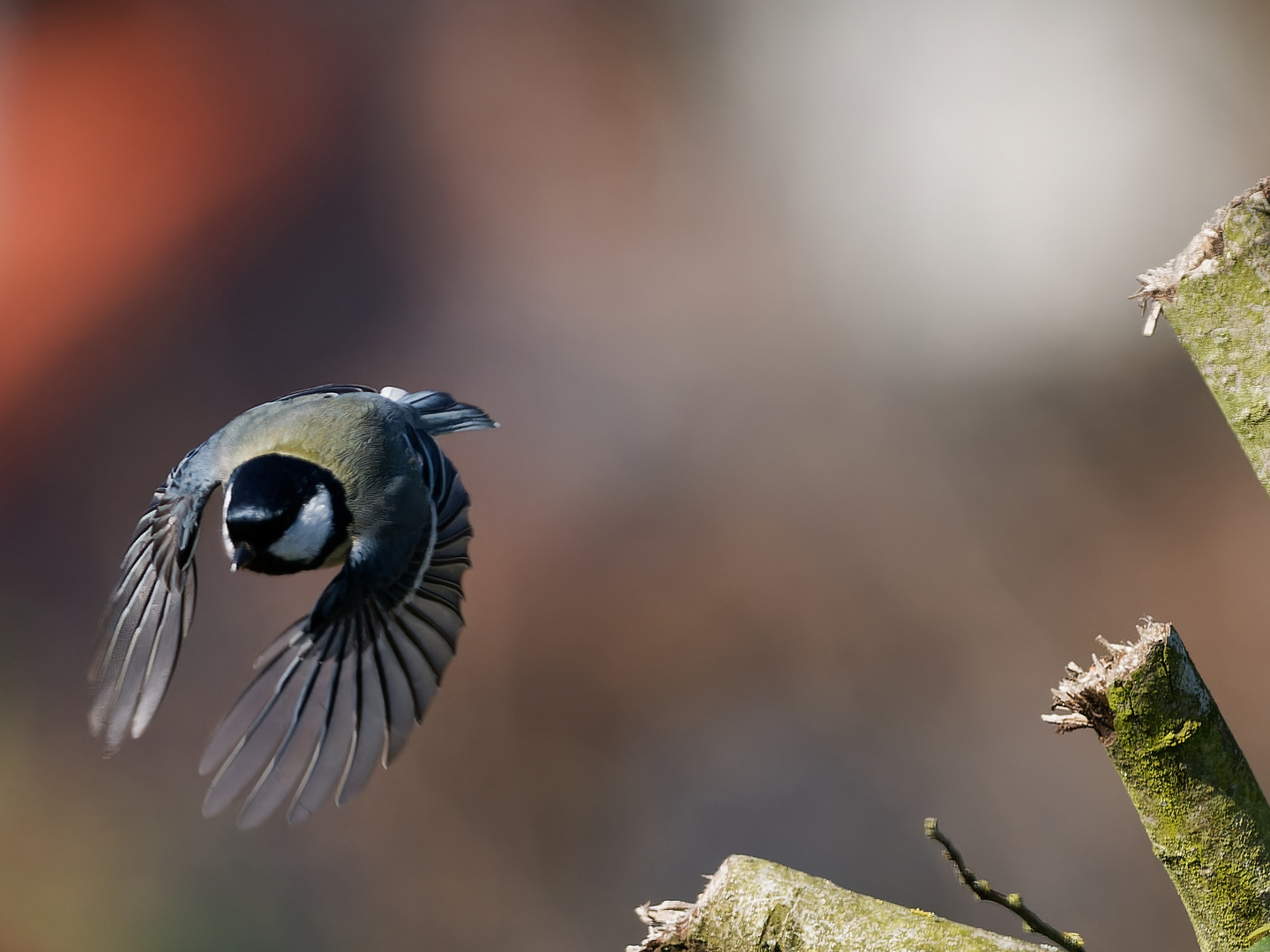 Kohlmeise fliegt los.