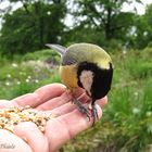 Kohlmeise frisst von meiner Hand