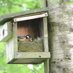 Kohlmeise füttert im offenen Nistkasten