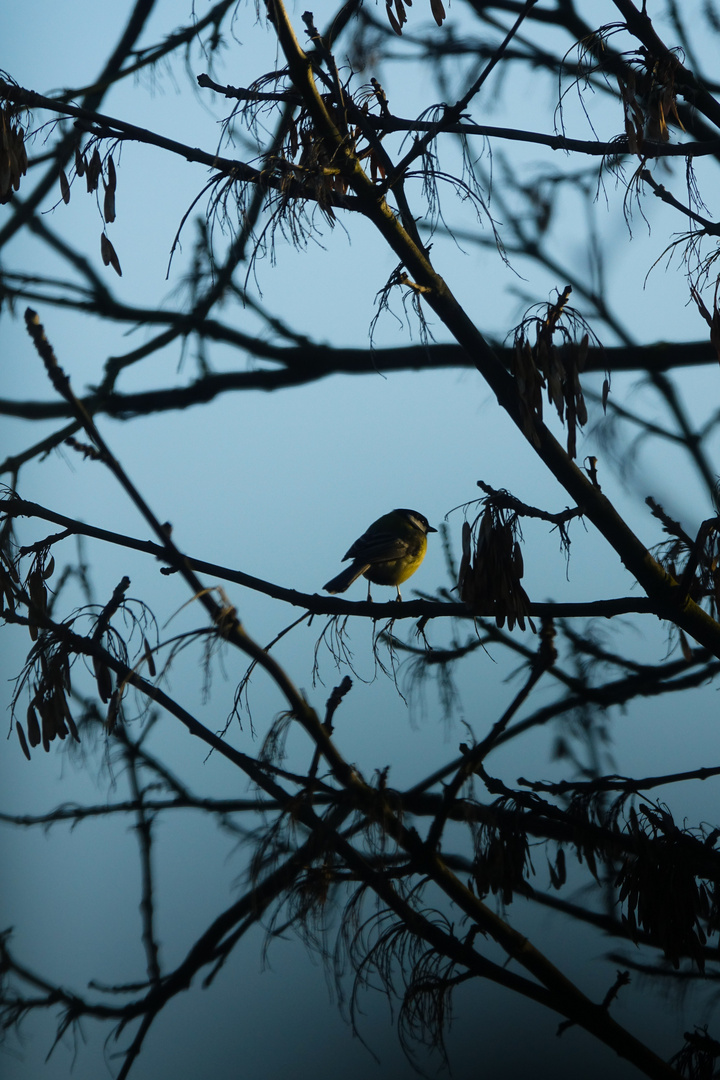 Kohlmeise im Abendlicht