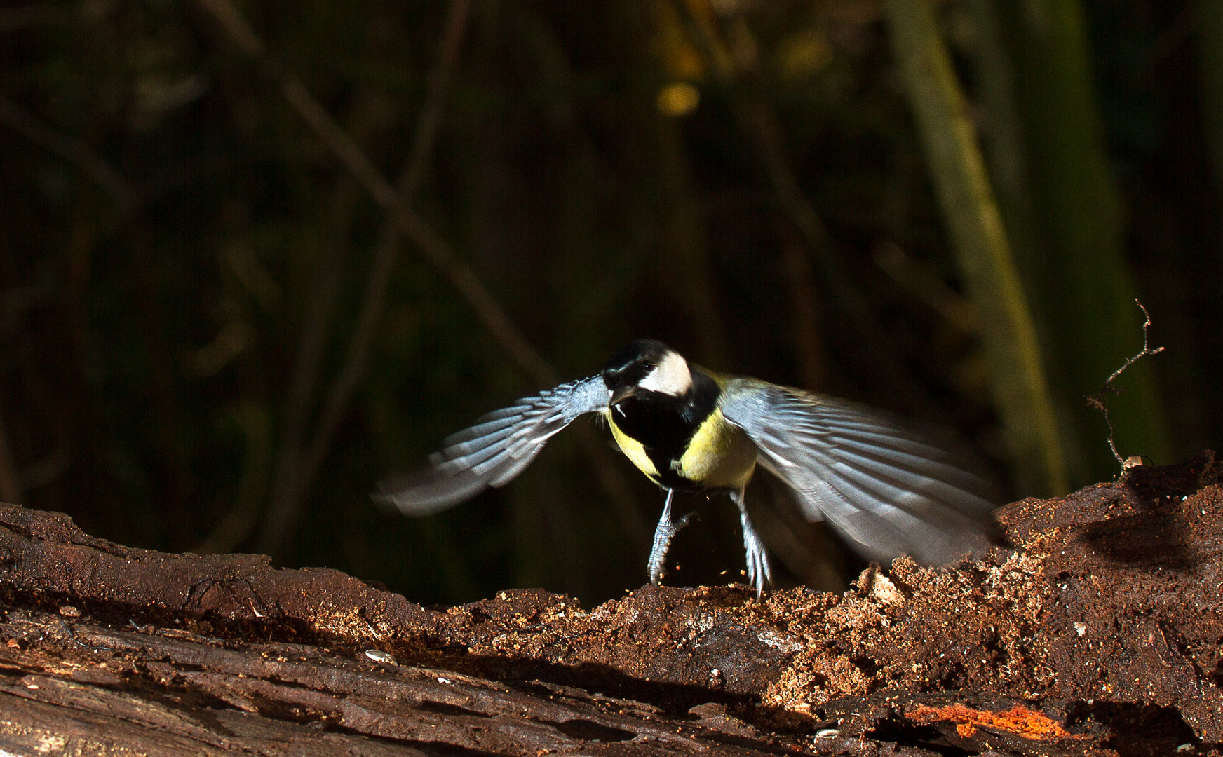 Kohlmeise im Abflug