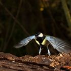 Kohlmeise im Abflug