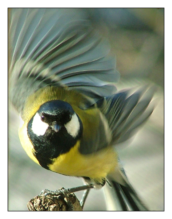 Kohlmeise im Abflug