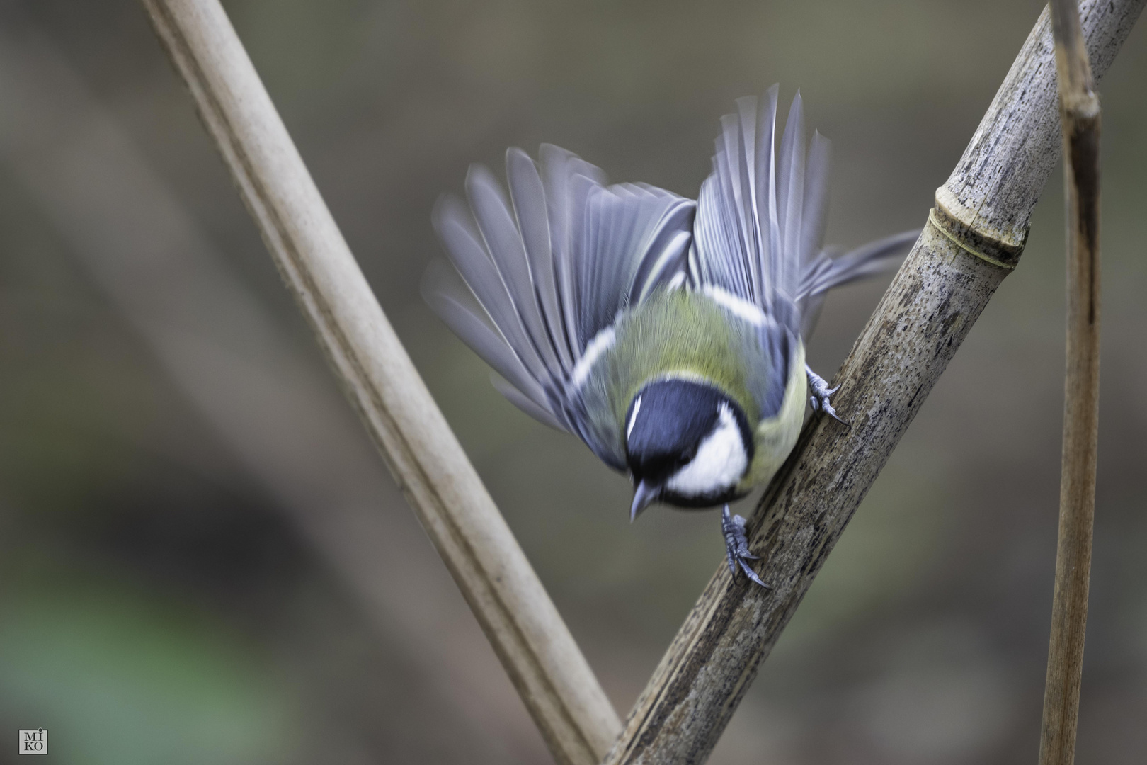 Kohlmeise im Abflug