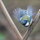 Kohlmeise im Abflug