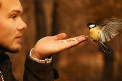 Kohlmeise im Anflug