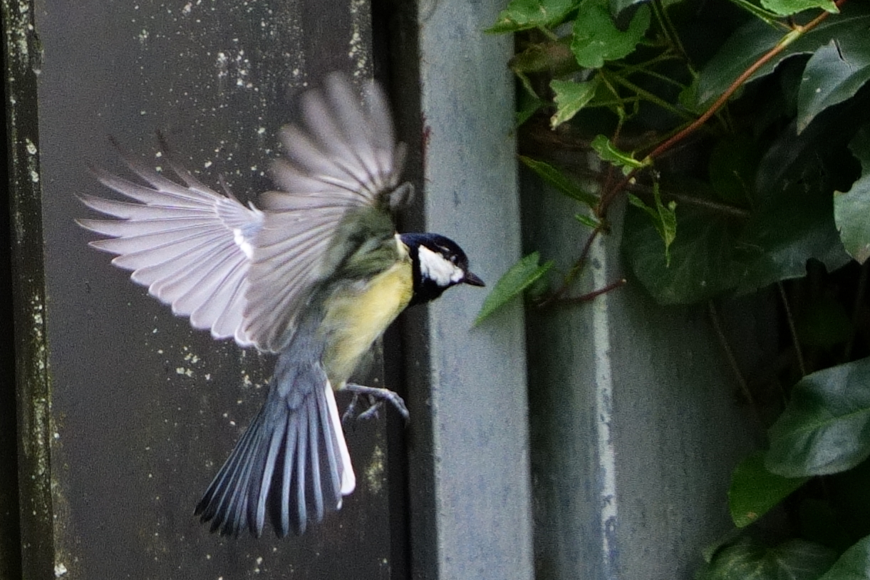 Kohlmeise im Anflug