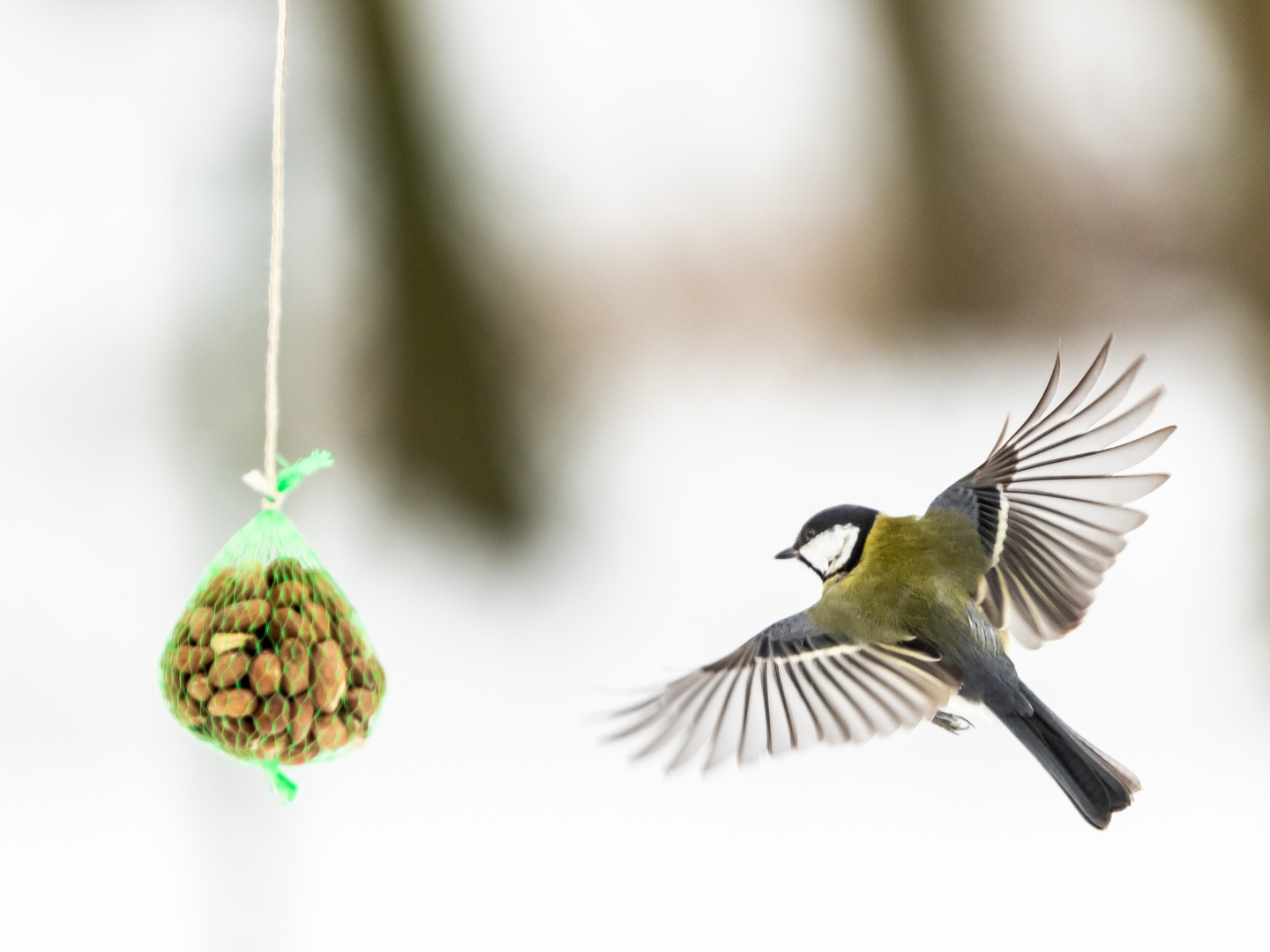 Kohlmeise im Anflug