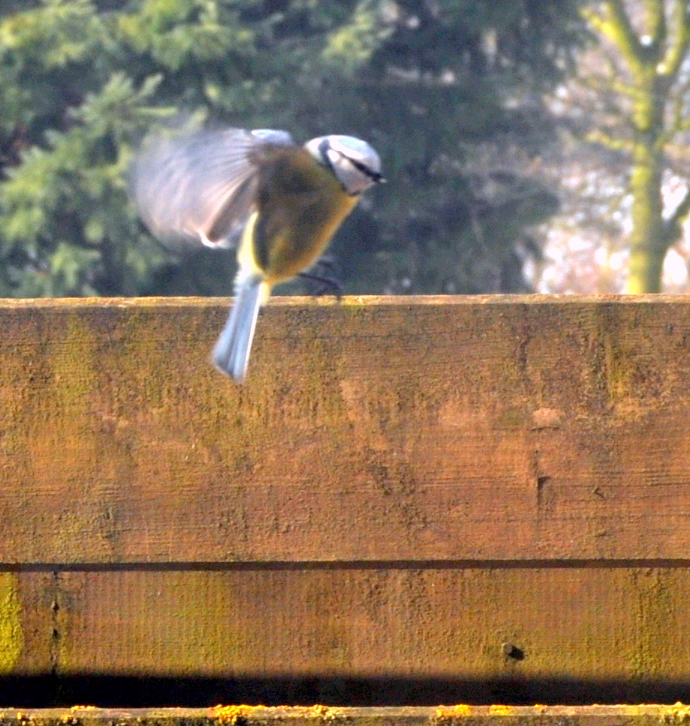 Kohlmeise im Anflug auf den Futterplatz