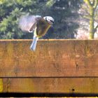 Kohlmeise im Anflug auf den Futterplatz