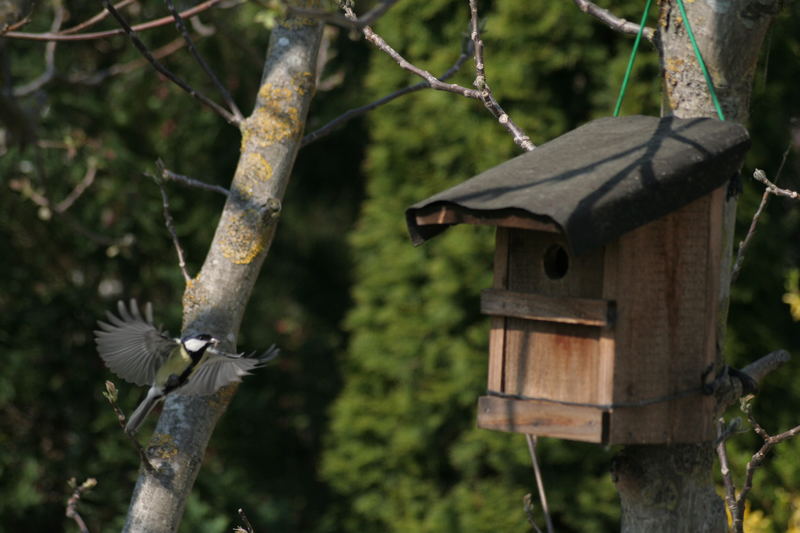 Kohlmeise im Anflug auf Nistkasten