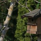 Kohlmeise im Anflug auf Nistkasten