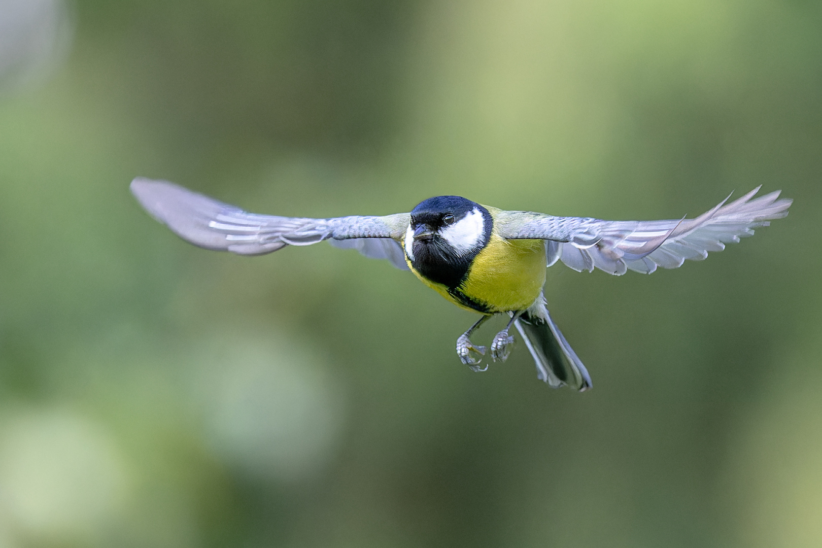 Kohlmeise im Anflug