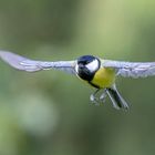 Kohlmeise im Anflug