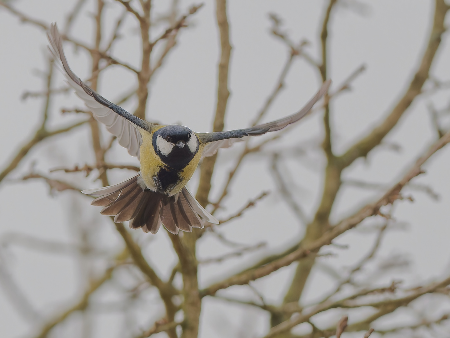 Kohlmeise im Anflug I 