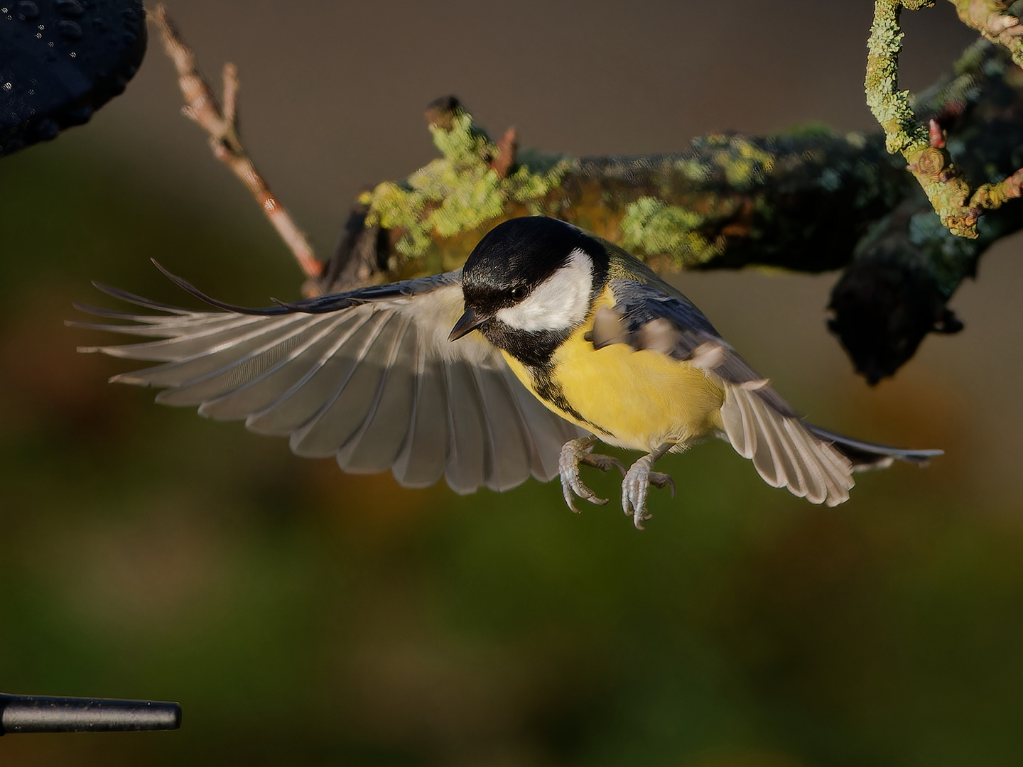 Kohlmeise im Anflug III