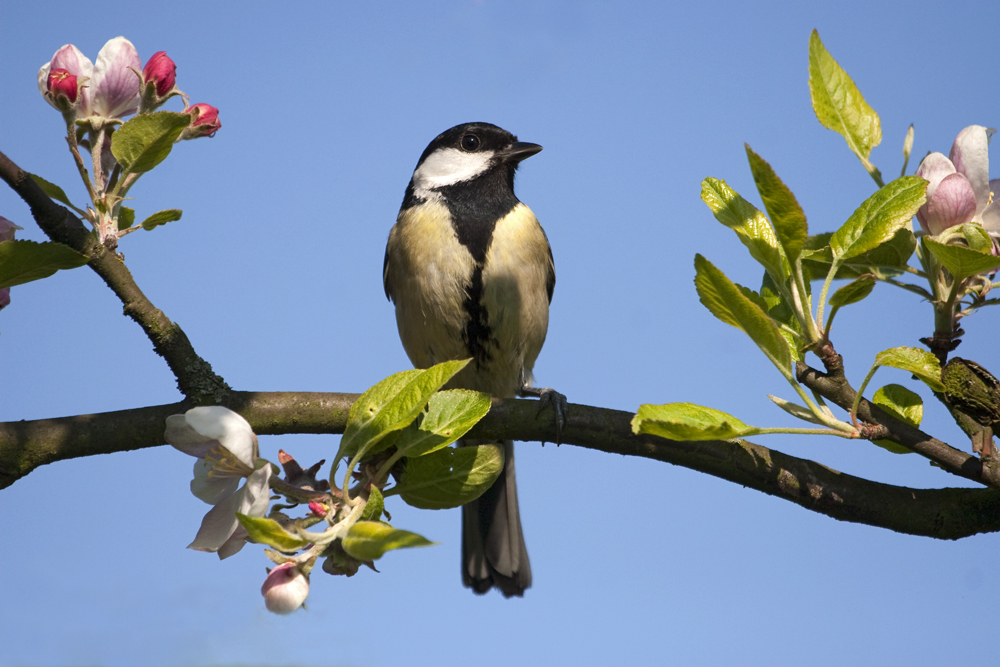 Kohlmeise im Apfelbaum