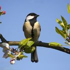 Kohlmeise im Apfelbaum