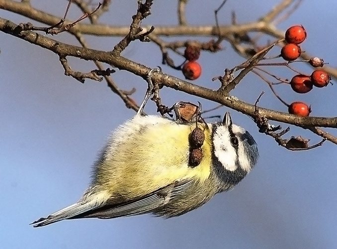 Kohlmeise im Baum.