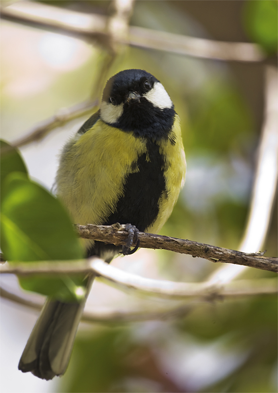 Kohlmeise im Fliederbaum