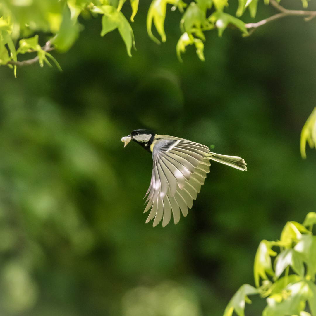 Kohlmeise im Flug